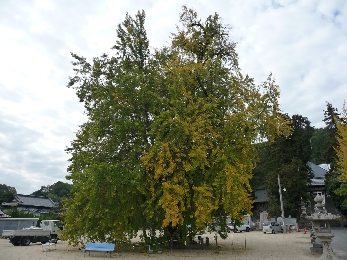 f:id:syurihanndoku:20201110194841j:plain f:id:syurihanndoku:20201110194841j:plain