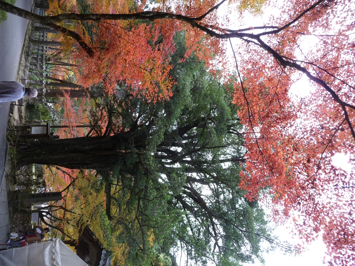 f:id:syurihanndoku:20201110200604j:plain f:id:syurihanndoku:20201110200604j:plain