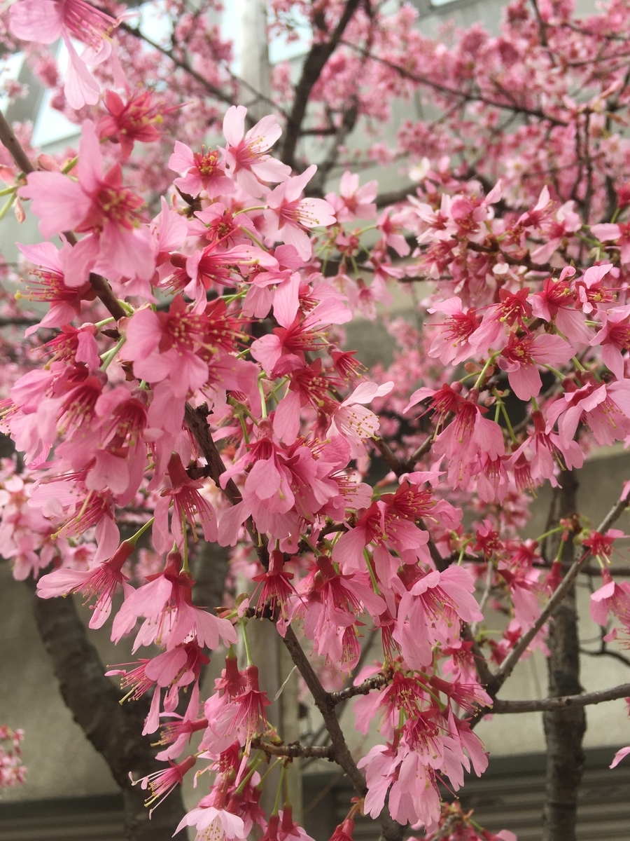 f:id:syuzoku_524:20210310212219j:plain