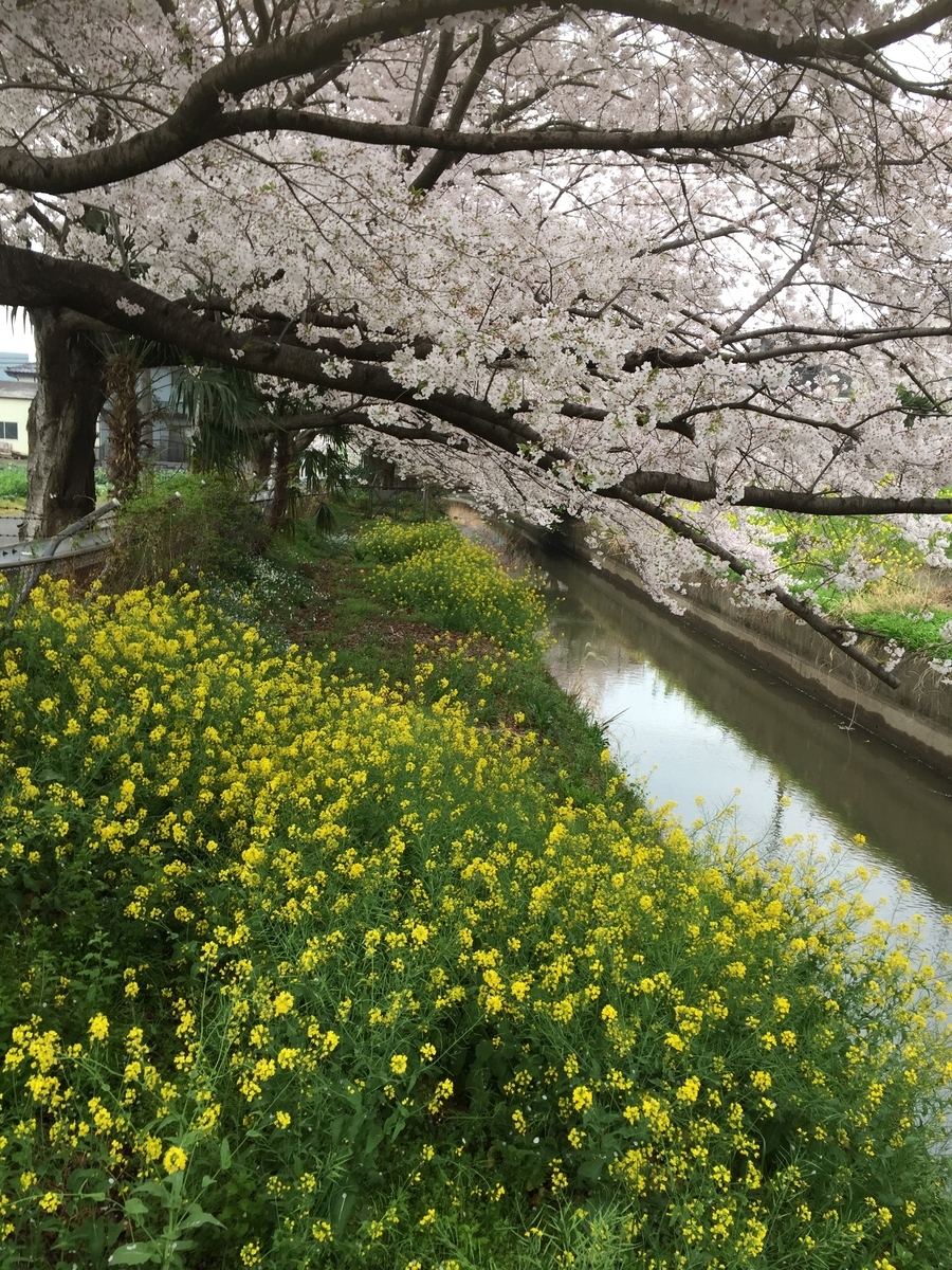 f:id:syuzoku_524:20210417174320j:plain