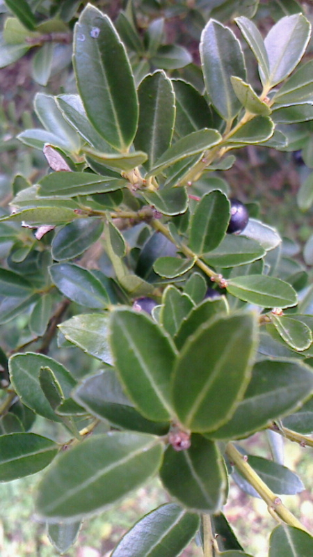 f:id:szero:20151226144453j:plain