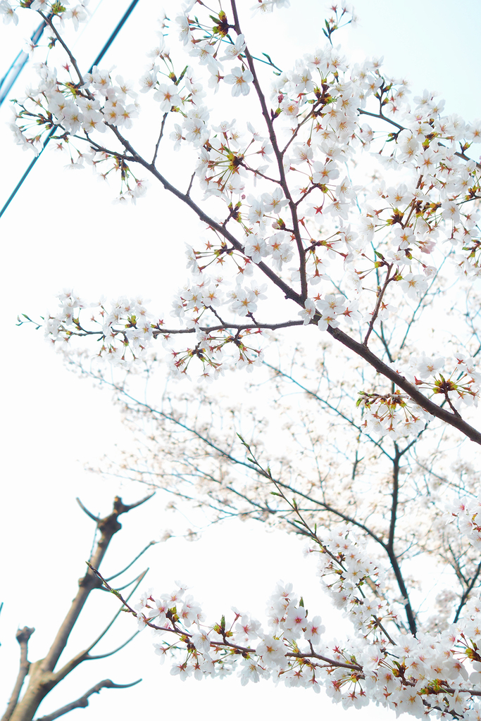 f:id:szm978:20190102141848j:plain