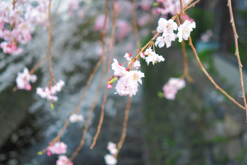 f:id:szm978:20190102143646j:plain