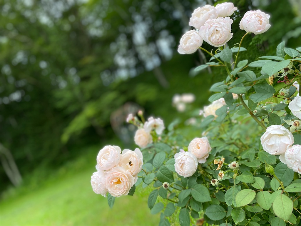 f:id:szrn815:20220817205933j:image f:id:szrn815:20220817205933j:image