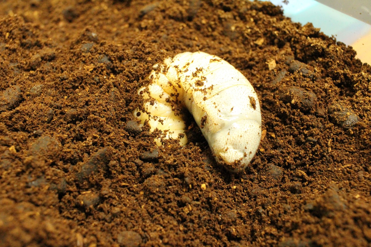 昆虫ブースのヘラクレスオオカブトの幼虫の写真