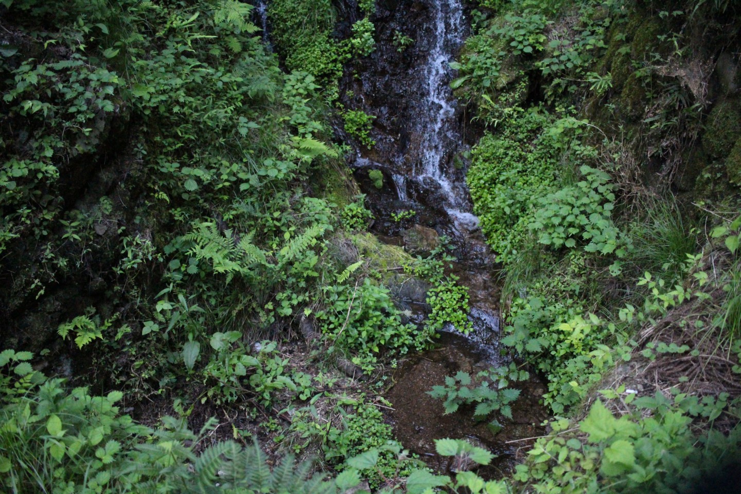 高麗川の源流の写真