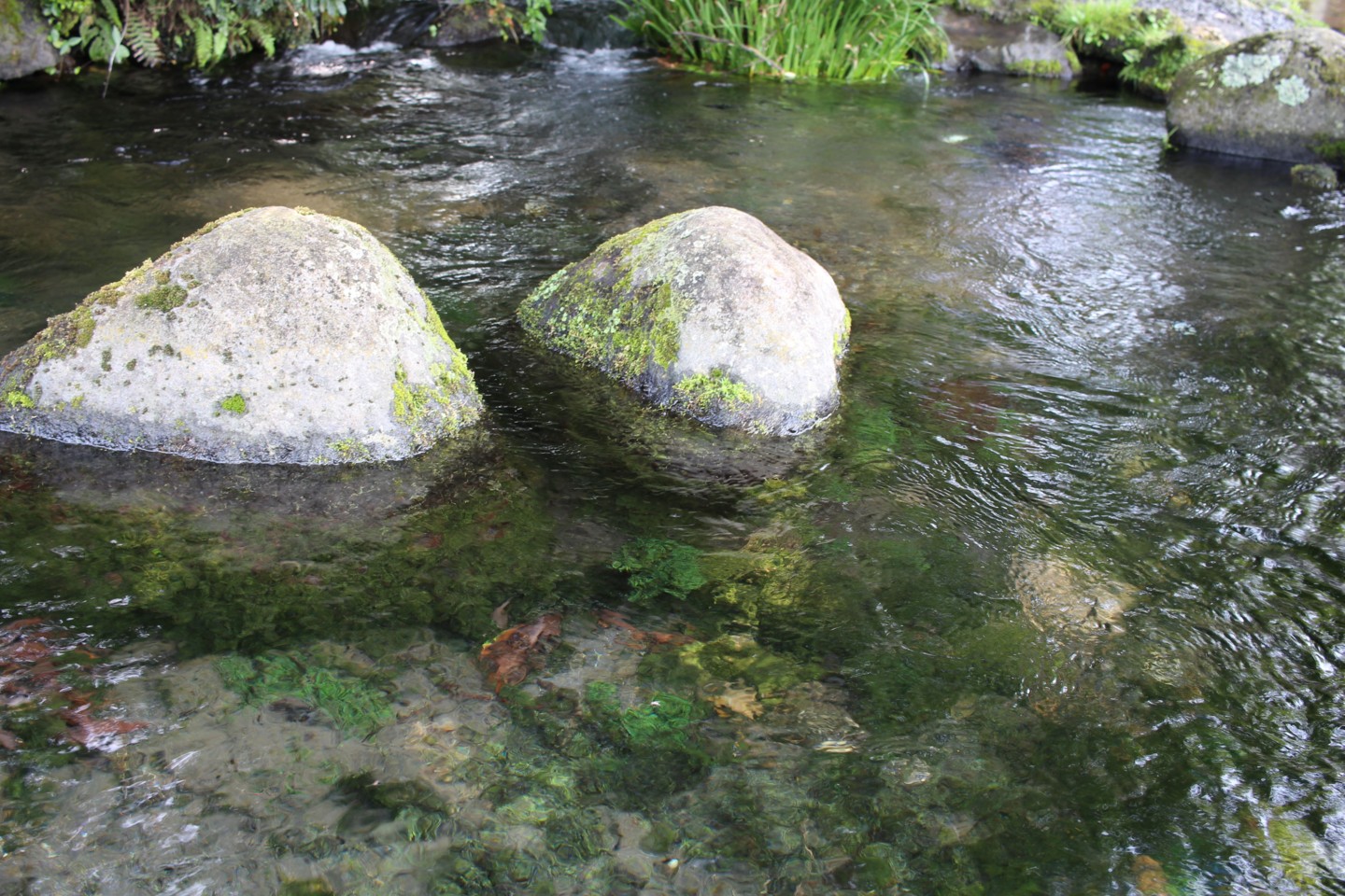 池の川水源の写真1 池の川水源の写真1