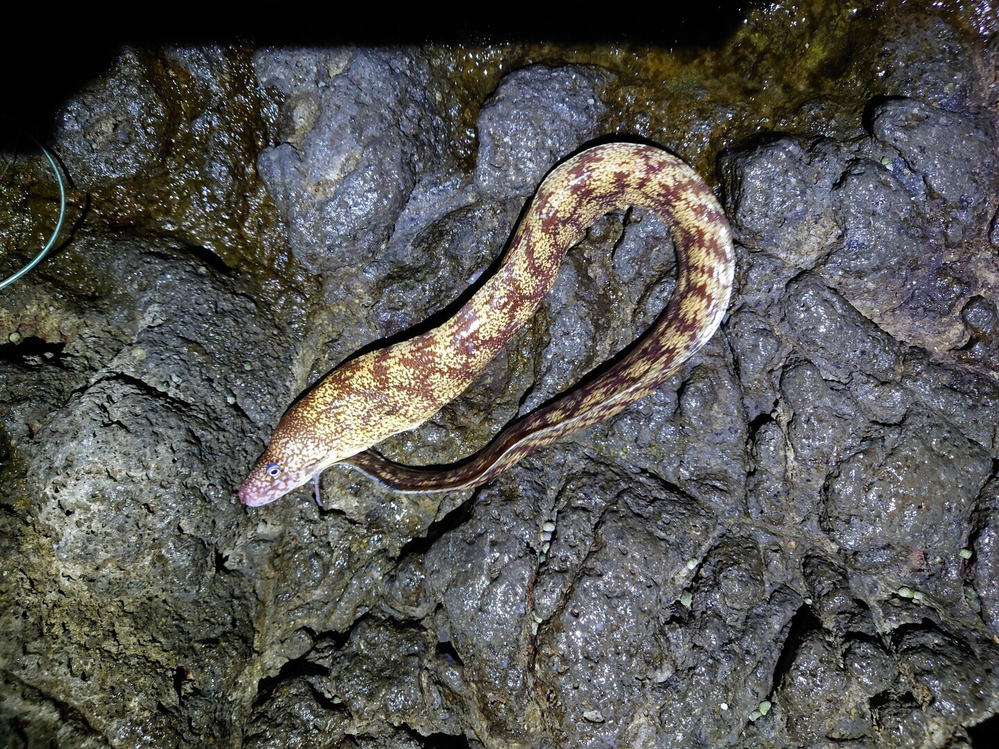 ウツボ