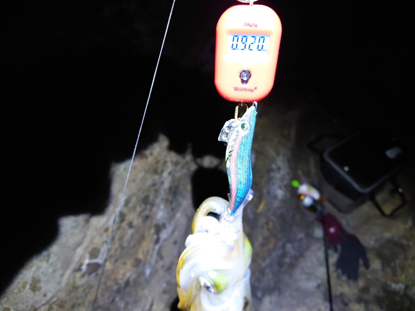 アオリイカ 895g