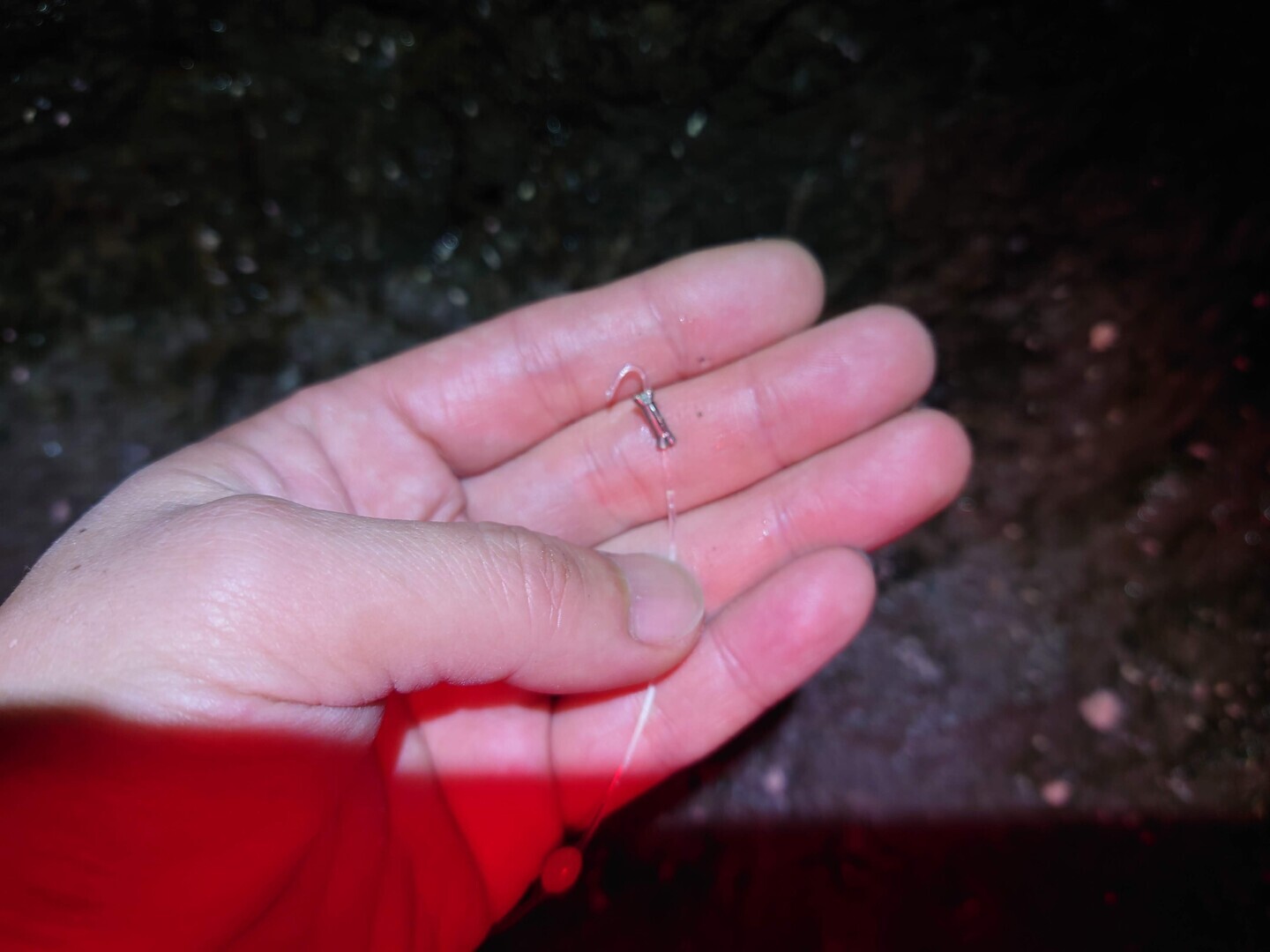 切られたハリス