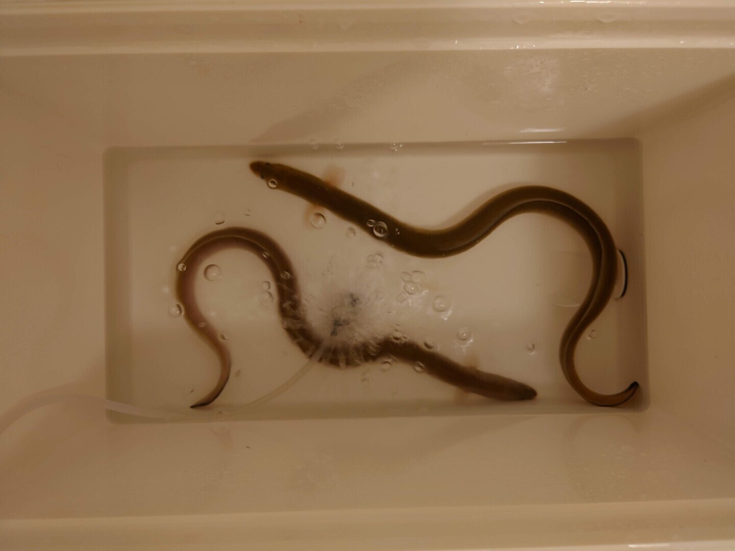 多摩川天然うなぎ