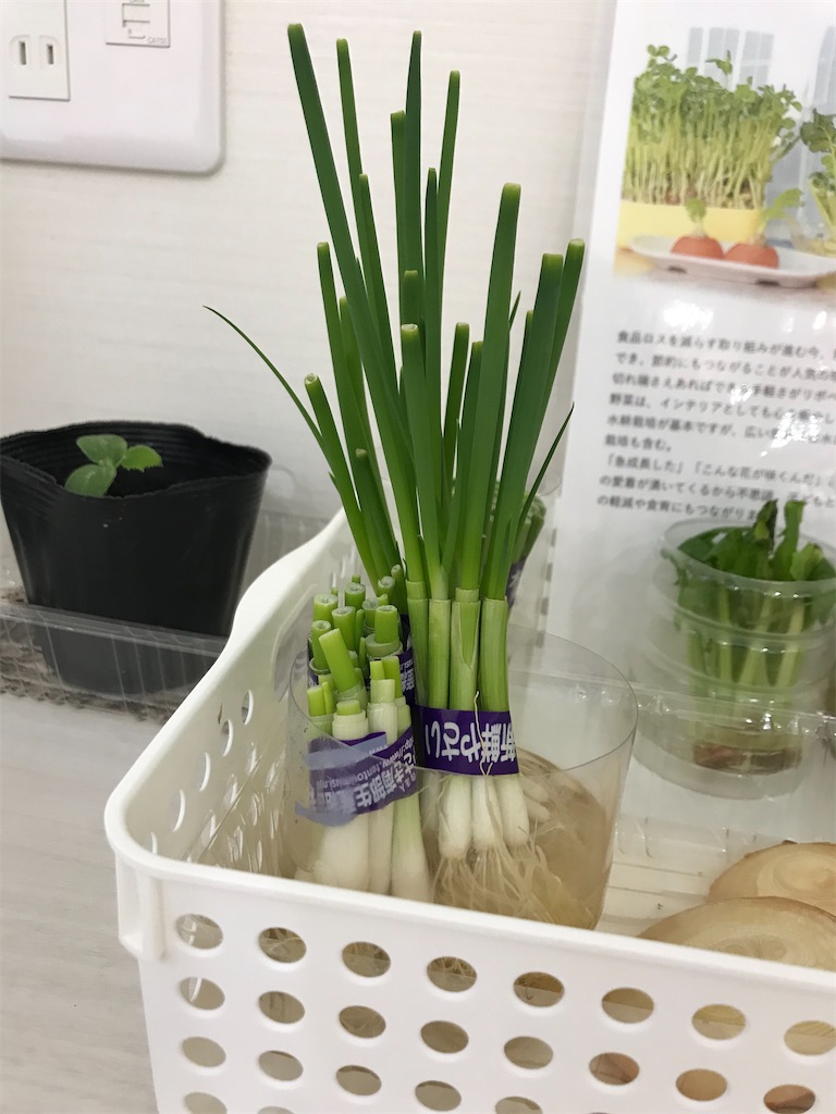 f:id:t-i1995:20210517174538j:image