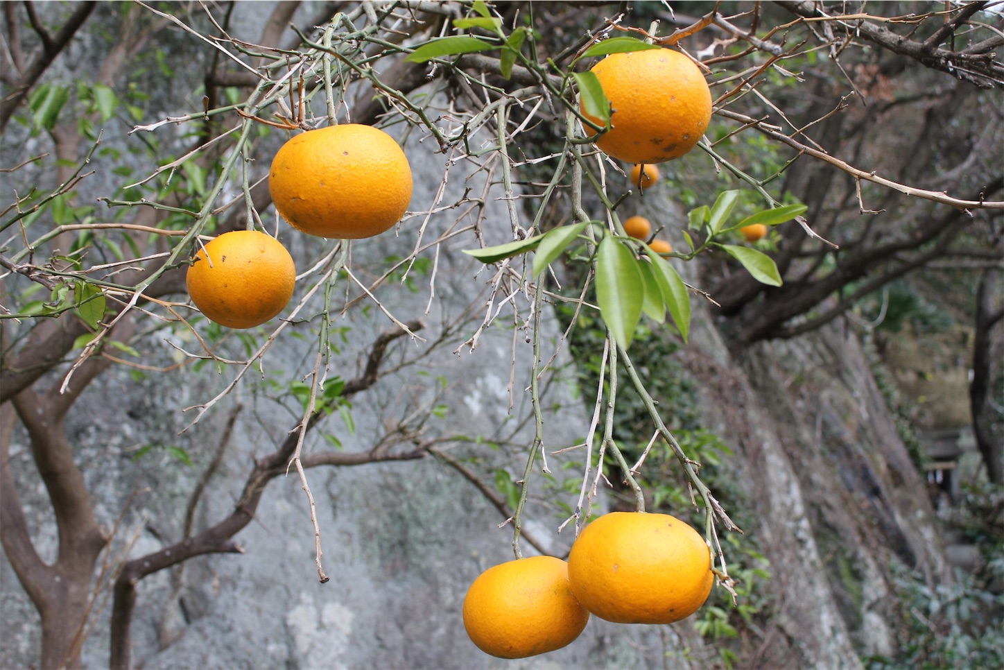 f:id:t-koku-0822-0218:20190217043331j:image f:id:t-koku-0822-0218:20190217043331j:image