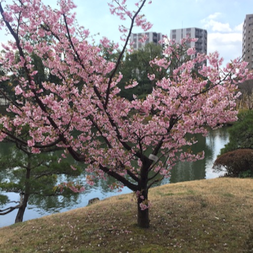 f:id:t-maiko0110:20170309133612j:image f:id:t-maiko0110:20170309133612j:image