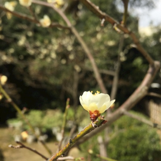 f:id:t-maiko0110:20170309134249j:image f:id:t-maiko0110:20170309134249j:image