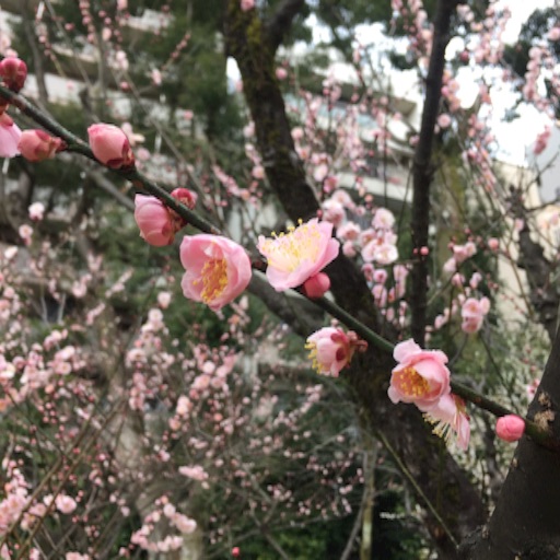 f:id:t-maiko0110:20170309134347j:image f:id:t-maiko0110:20170309134347j:image