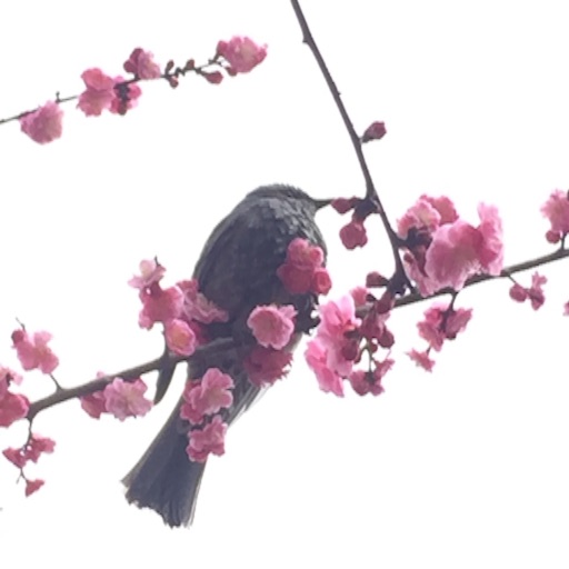 f:id:t-maiko0110:20170309134402j:image f:id:t-maiko0110:20170309134402j:image