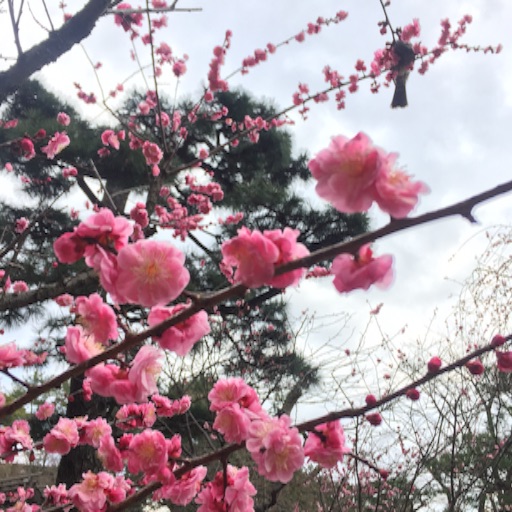 f:id:t-maiko0110:20170309134427j:image f:id:t-maiko0110:20170309134427j:image