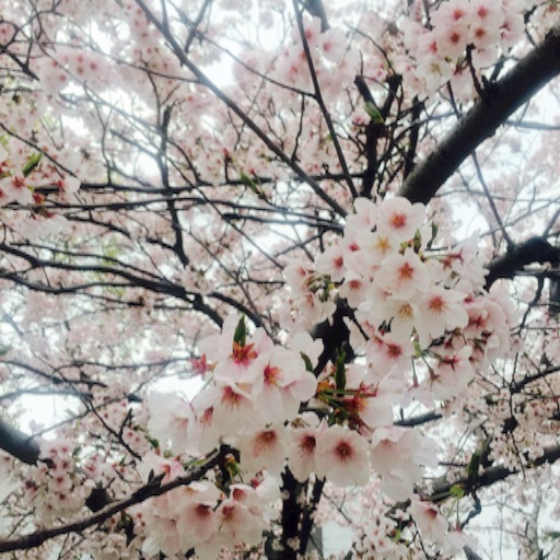 f:id:t-maiko0110:20170411170150j:image f:id:t-maiko0110:20170411170150j:image