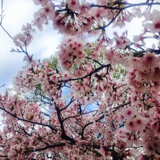 f:id:t-maiko0110:20170411170157j:image f:id:t-maiko0110:20170411170157j:image