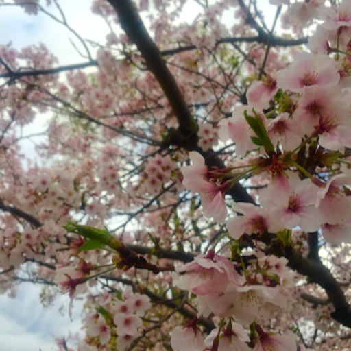 f:id:t-maiko0110:20170411170203j:image f:id:t-maiko0110:20170411170203j:image