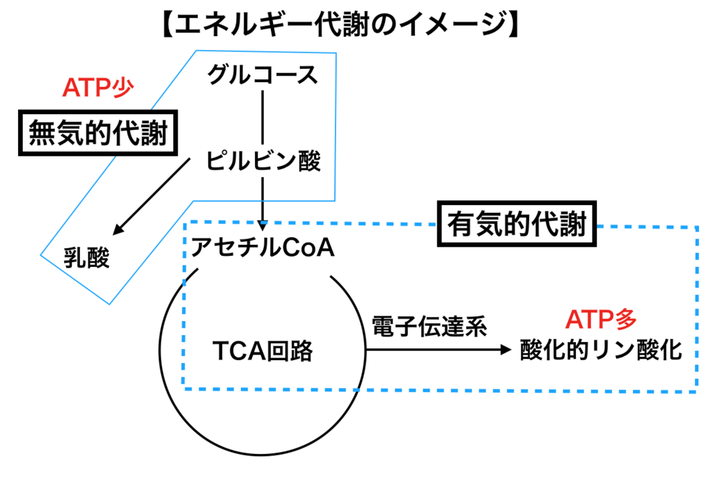 心肺運動負荷試験から考える運動処方の概念① - 田舎の理学療法士