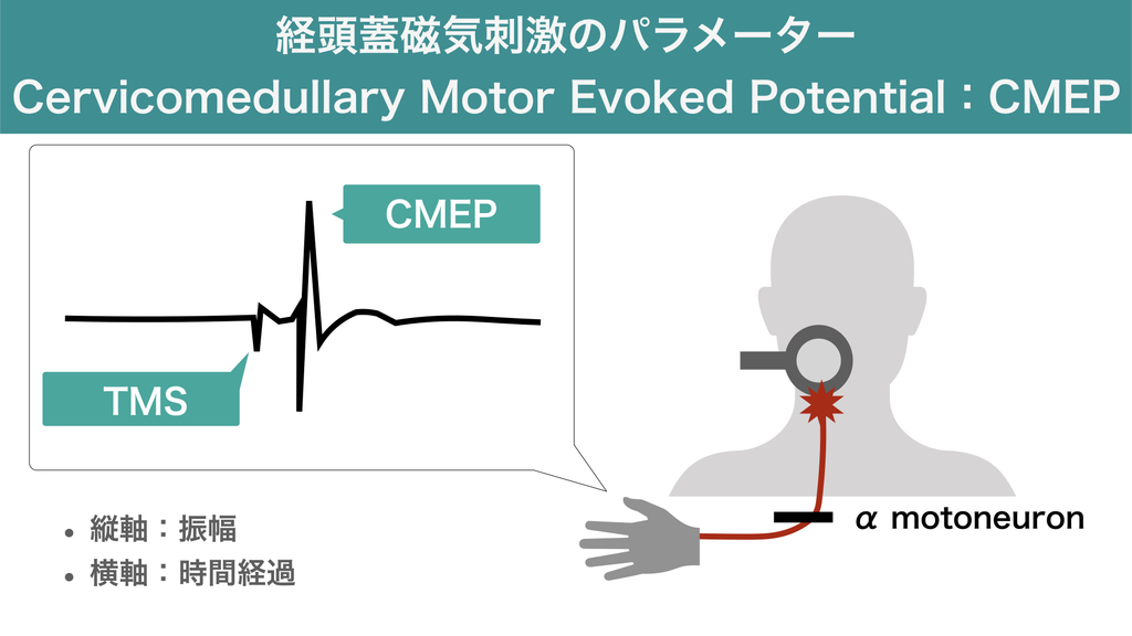 セラピストは必読！経頭蓋磁気刺激の知識：CMEP - 田舎の理学療法士