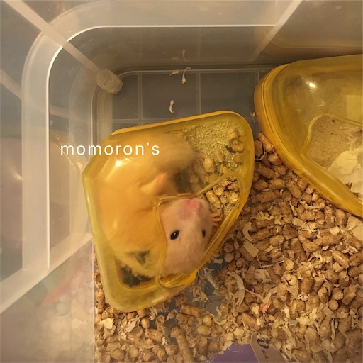 f:id:t-momoron:20190710140112j:image f:id:t-momoron:20190710140112j:image