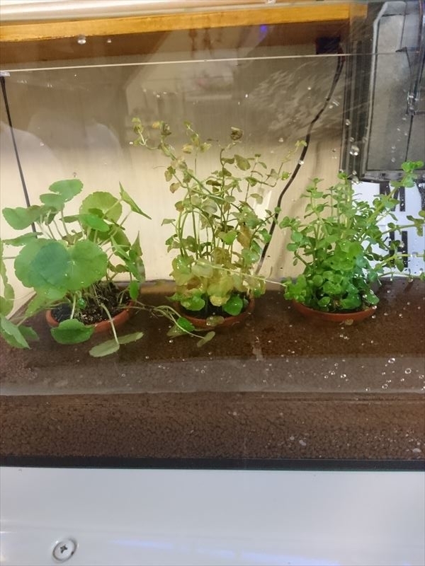 f:id:t-nrm:20171204011227j:plain