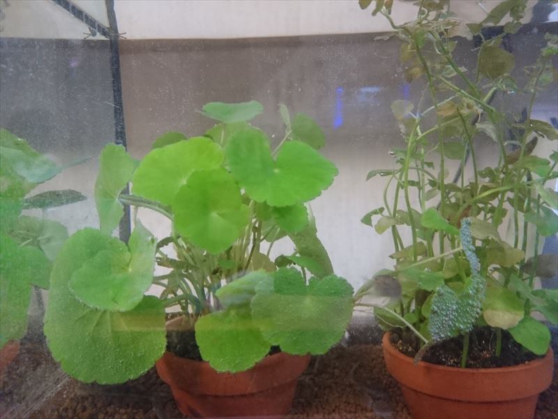 f:id:t-nrm:20171204011329j:plain