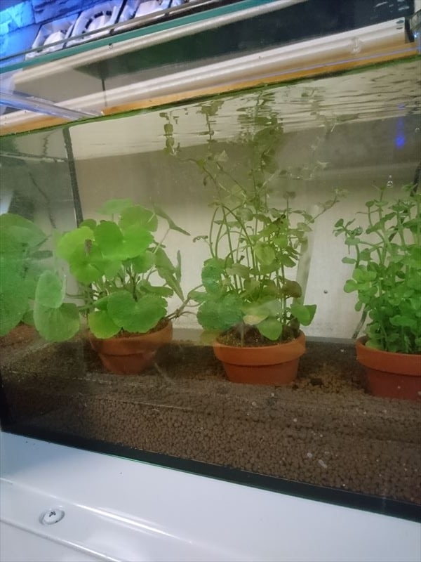 f:id:t-nrm:20171204011431j:plain