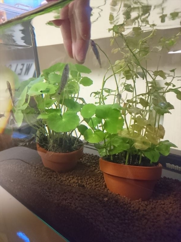 f:id:t-nrm:20171204011636j:plain