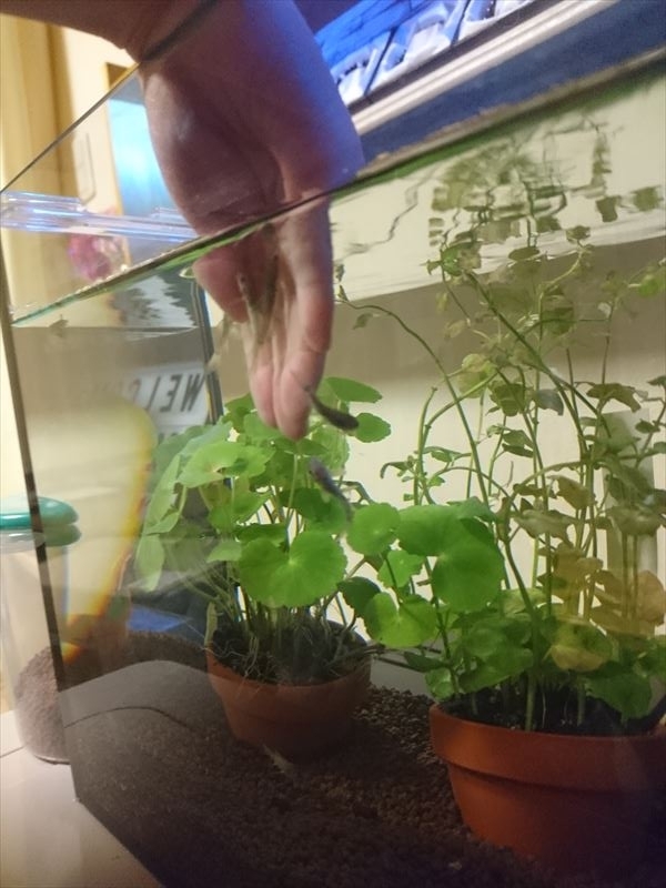 f:id:t-nrm:20171204011922j:plain