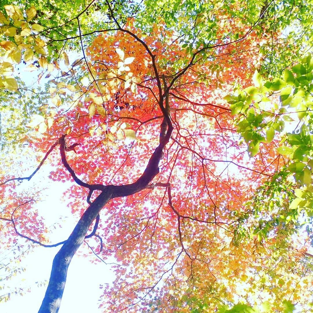 f:id:t-ogi-1211:20181030231520j:plain f:id:t-ogi-1211:20181030231520j:plain