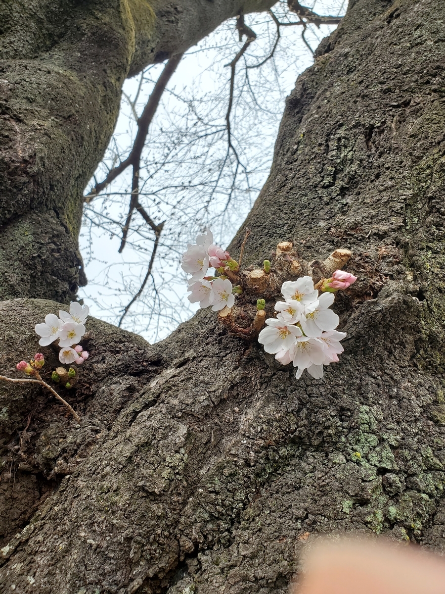 f:id:t-ogi-1211:20200405225826j:plain f:id:t-ogi-1211:20200405225826j:plain