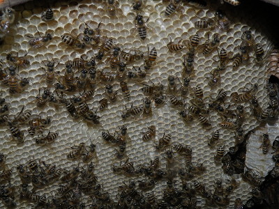 f:id:t-sakai:20100613135509j:image