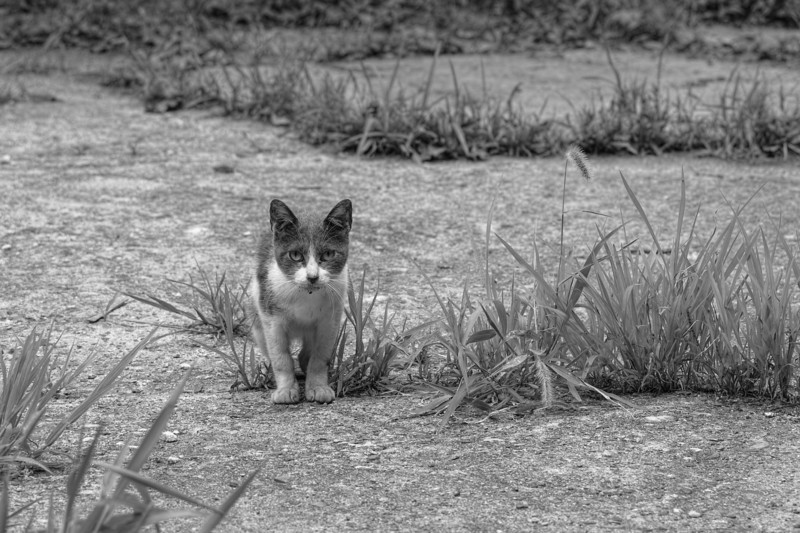 f:id:t-sakai:20160905210532j:image