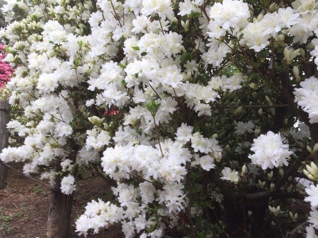 f:id:t-shock:20180414100400j:plain f:id:t-shock:20180414100400j:plain