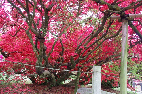 f:id:t-shock:20180415083501j:plain