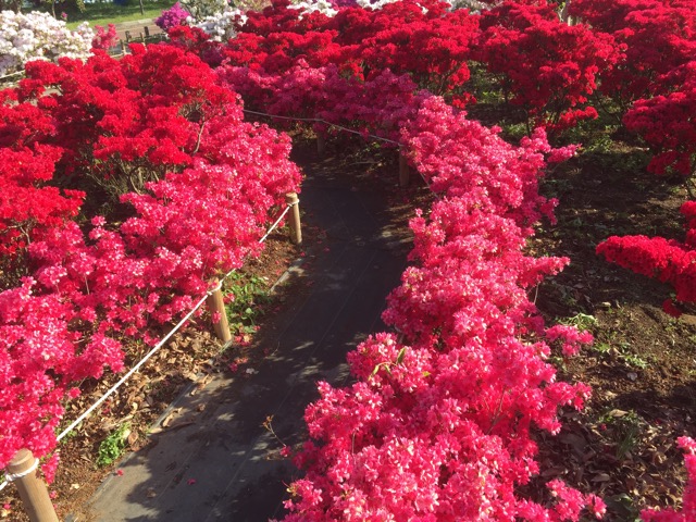 f:id:t-shock:20180428174919j:plain