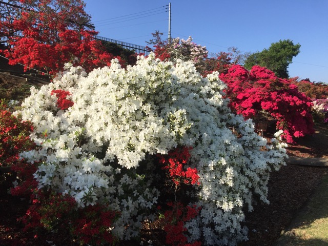 f:id:t-shock:20180428181635j:plain