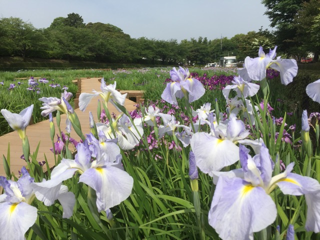 f:id:t-shock:20180526223705j:plain