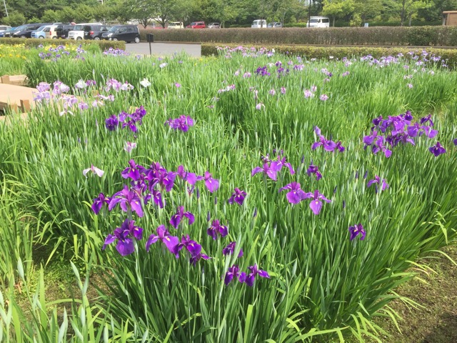 f:id:t-shock:20180526224309j:plain