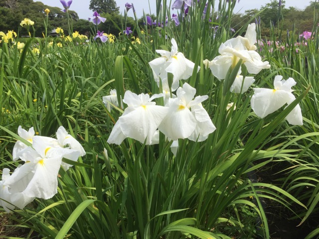 f:id:t-shock:20180526224328j:plain