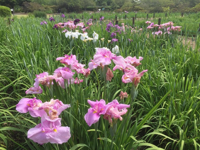 f:id:t-shock:20180526224343j:plain