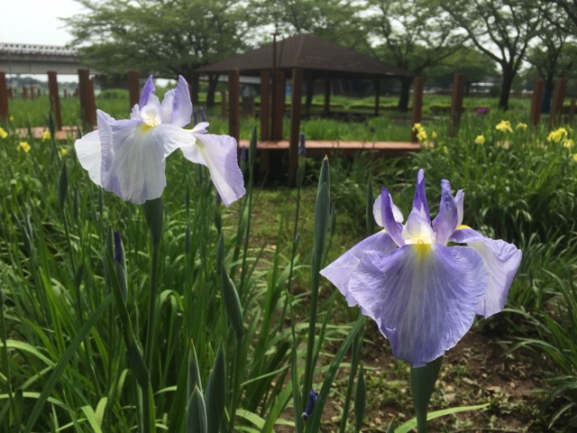 f:id:t-shock:20180526224405j:plain