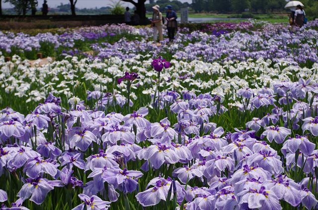 f:id:t-shock:20180602174022j:plain f:id:t-shock:20180602174022j:plain