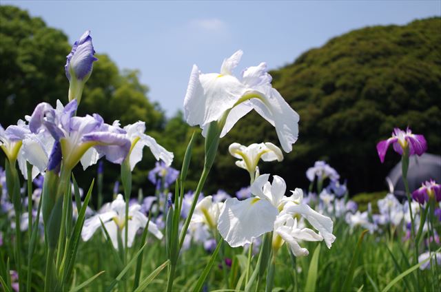 f:id:t-shock:20180602181116j:plain f:id:t-shock:20180602181116j:plain