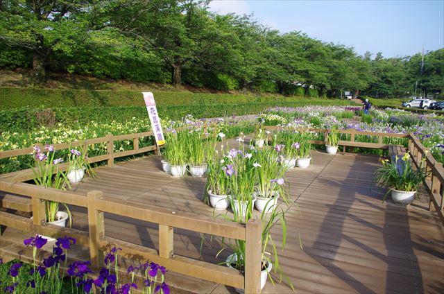 f:id:t-shock:20180609075201j:plain