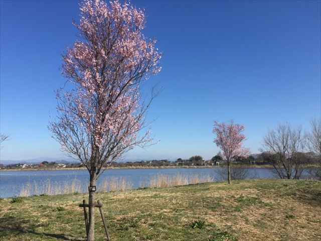 f:id:t-shock:20190302092425j:plain f:id:t-shock:20190302092425j:plain